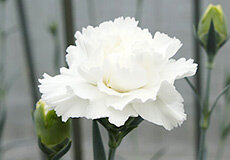carnation_white-thumb-230xauto-1433.jpg